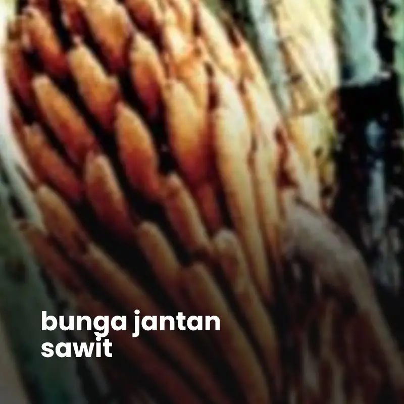 bunga jantan sawit