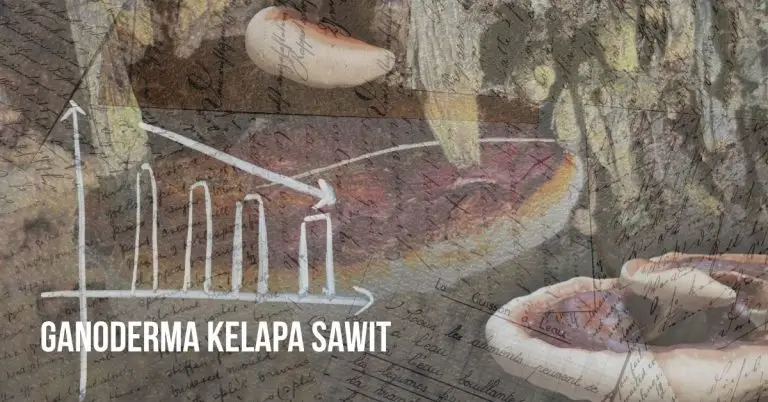 ganoderma sawit