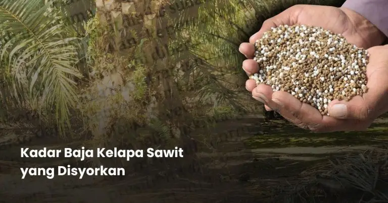 kadar baja sawit yang disyorkan