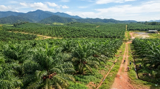 Ladang kelapa sawit matang subur dan hijau di Malaysia